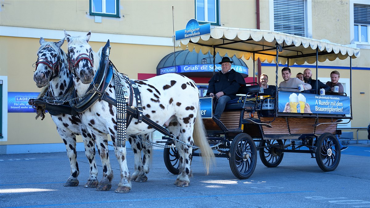 Puntigamer GALOBIERER Pferdefuhrwerk – mit den Brauereirössern durch Graz