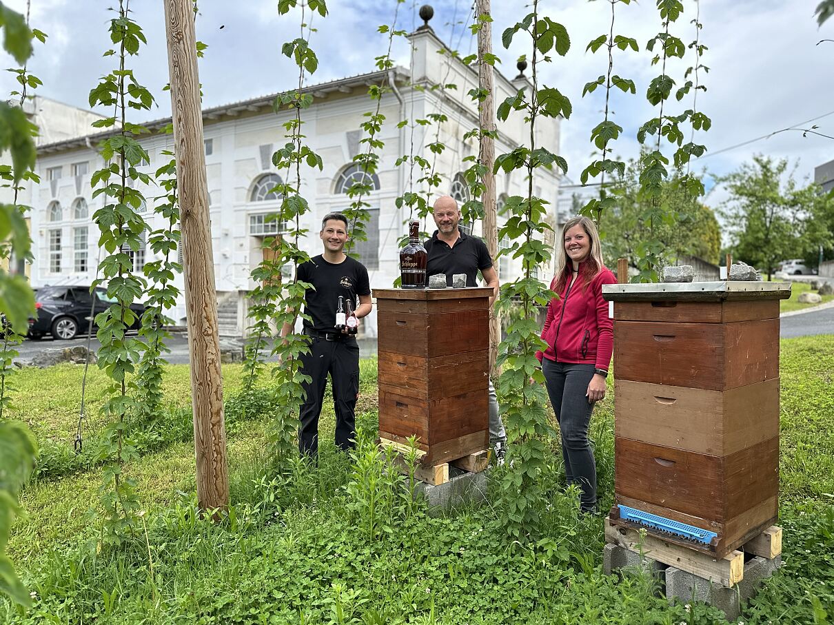 Zwei Bienenstöcke inmitten des kleinen Hopfengartens in der Schleppe Brauerei