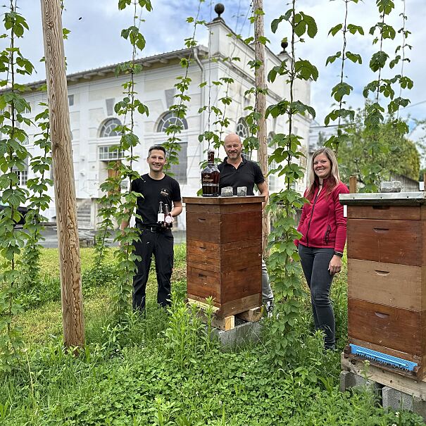 Zwei Bienenstöcke inmitten des kleinen Hopfengartens in der Schleppe Brauerei