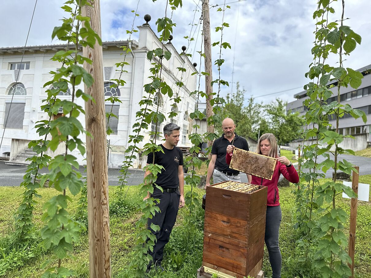 Zwei Bienenstöcke inmitten des kleinen Hopfengartens in der Schleppe Brauerei