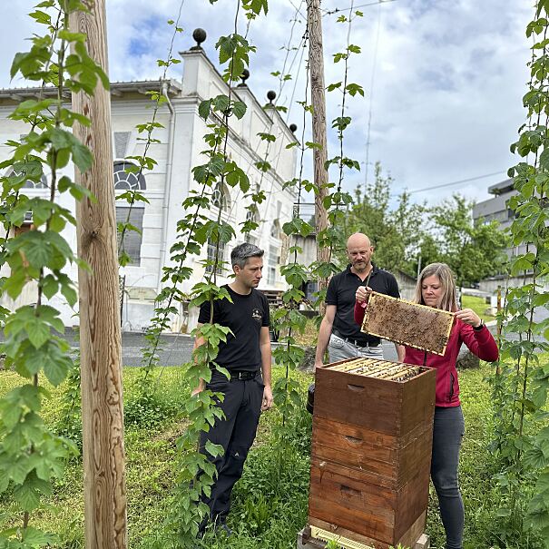 Zwei Bienenstöcke inmitten des kleinen Hopfengartens in der Schleppe Brauerei