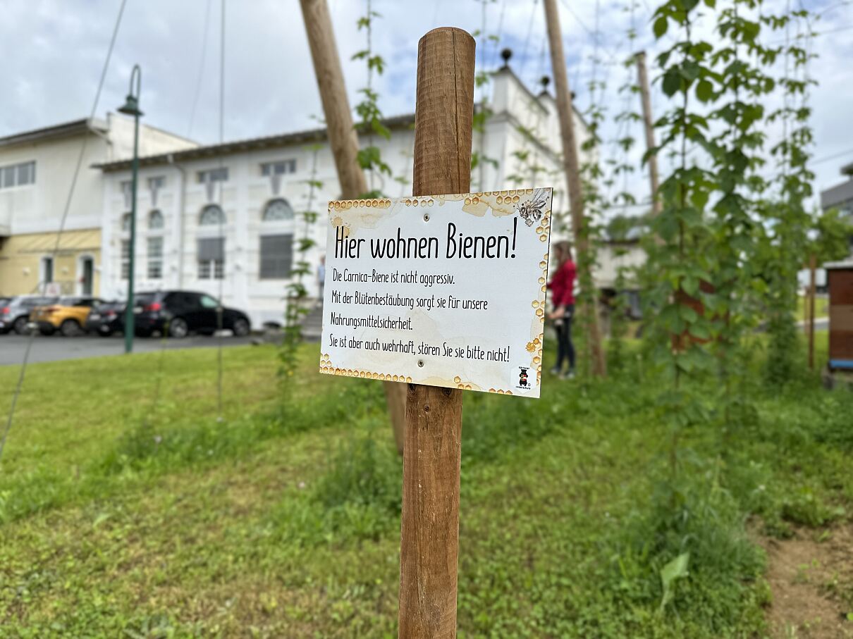 Zwei Bienenstöcke inmitten des kleinen Hopfengartens in der Schleppe Brauerei