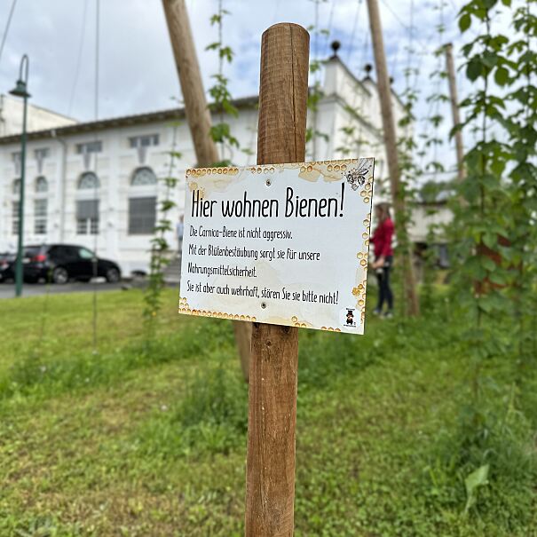 Zwei Bienenstöcke inmitten des kleinen Hopfengartens in der Schleppe Brauerei